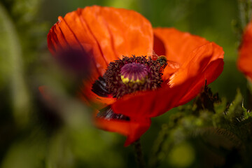
flowers of life - poppies