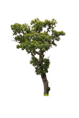 Fototapeta premium Collection of isolated trees on white background.