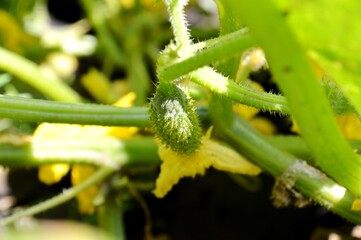 Country house. Garden. Cucumber blooming. Summer time.