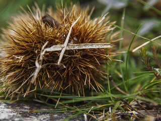 Chestnut hedgehog fell from the tree