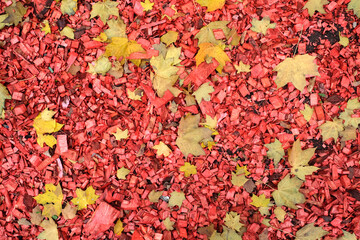 Still life with few fallen dry yellow maple leaves over wooden slivers painted red as background top view outdoors close up