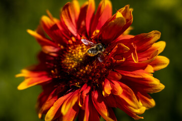
flowers of life - poppies