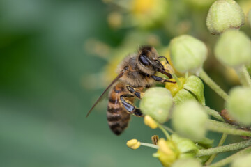 Close up of one honey bee flying around honeysuckle flowers bee collecting nectar pollen on spring sunny day slow motion