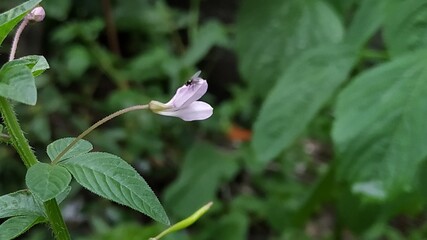 pink lily flower