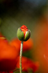 
flowers of life - poppies