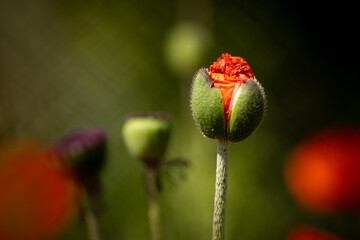 
flowers of life - poppies