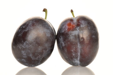 Ripe dark blue organic plums, close-up, on a white background.