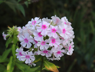 Obraz premium Phlox flowers blooming close up. Photo on green garden background in the garden. Shot of an phlox flower in bloom is working perfectly with the green background.Blooming, spring, flora. Flowers photo.