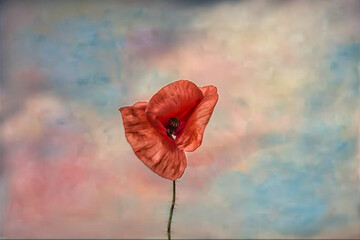 Wild poppy on a colorful background