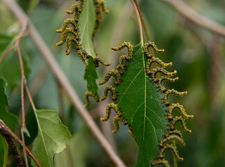 Caterpillar fringe on a birch leaf. A group of caterpillars on a green birch leaf stand in columns.