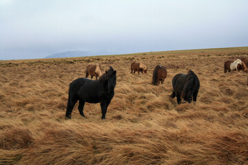 Island Ponys, Pferde