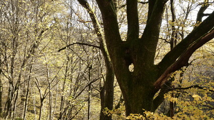 Baumloch - wie kann es sein?