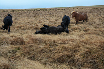 Island Ponys, Pferde