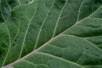 dark green kale leaf with drops of water