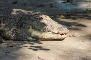 A young Indian crocodile or Mugger crocodile also known as marsh crocodile  closeup shot, resting near a pond in zoo park, sharp white teeth and dangerous look of Fresh water crocodile 
