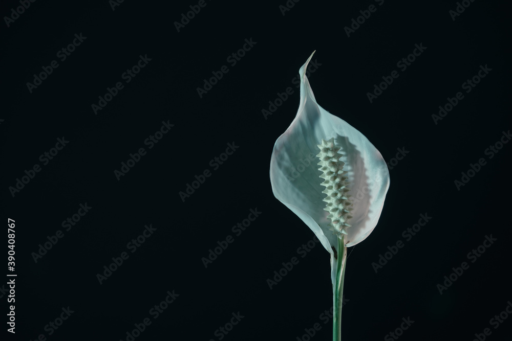 Poster Close up white Spathiphyllum pearl flower isolated on a black background pattern for design...