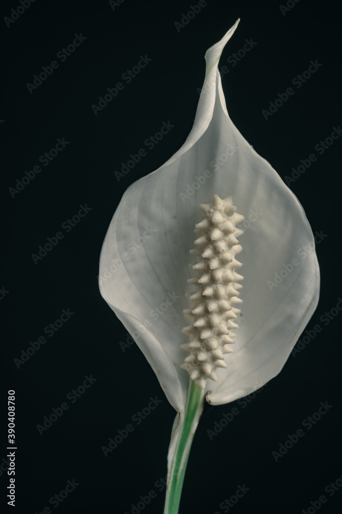 Poster Close up white Spathiphyllum pearl flower isolated on a black background pattern for design...