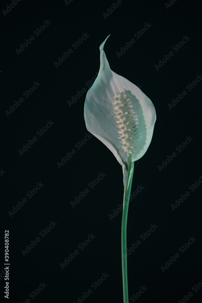 Poster White Spathiphyllum pearl flower isolated on a black background pattern for design...