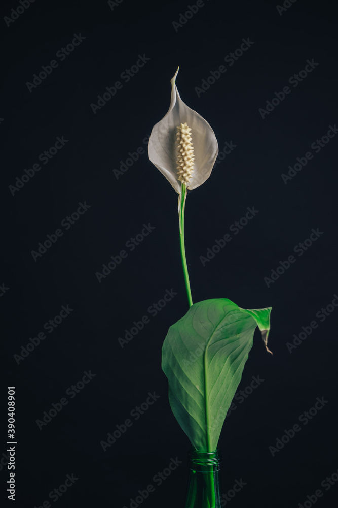Aufkleber White Spathiphyllum pearl flower isolated on a black background pattern for design...