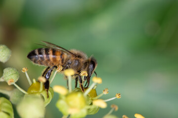 Close up of one honey bee flying around honeysuckle flowers bee collecting nectar pollen on spring...