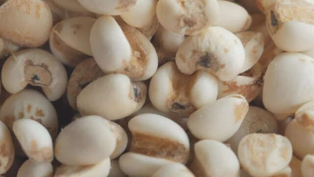 Top view of Job's tears, Adlay millet or pearl millet, Healthy food rotation.