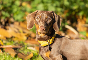 Miniature Dashshund Looking at the Camera