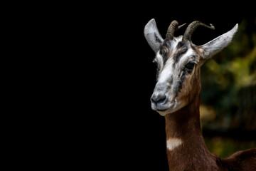 portrait of a gazella