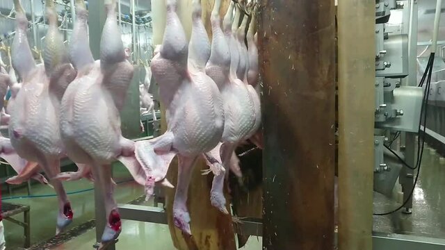 Plucking turkeys in industrial  poultry slaughterhouse. Natural working conditions, Low light situation.