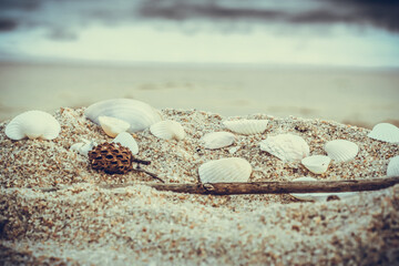 shell in the beach on the sad background