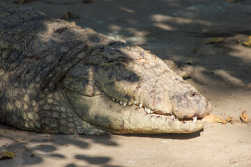A young Indian crocodile or Mugger crocodile also known as marsh crocodile  closeup shot, resting near a pond in zoo park, sharp white teeth and dangerous look of Fresh water crocodile 