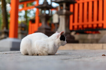 Chat blanc dans un temple à Kyoto