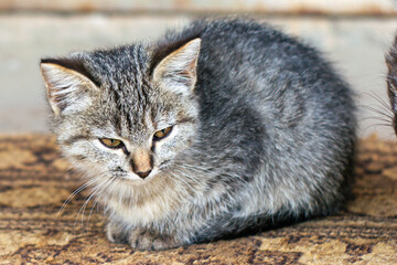 one small gray kitten sitting on the threshold near the door