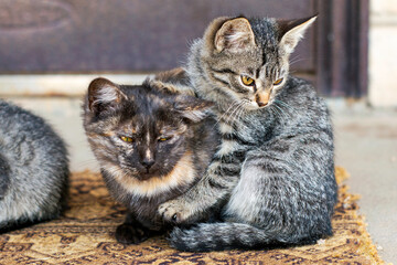 Two kittens sitting on the doorstep near the front door