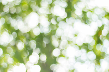 Fototapeta premium abstract green bokeh background