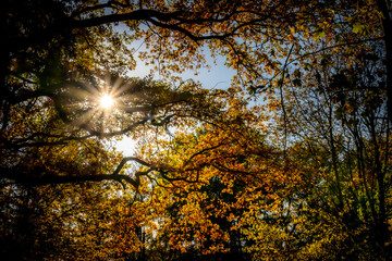 sun beams through autumn branches