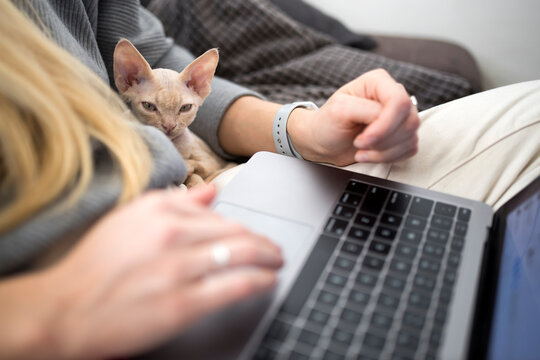 A blond girl works at a laptop at home. The kitten sits beside her.