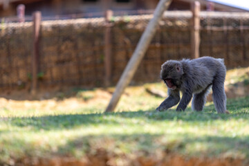 Singe dans la montage des singes a Kyoto au Japon