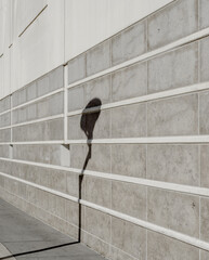 lamppost shadow on gray wall