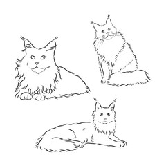Cats set, vector illustration, hand-drawn cute fluffy cats. cat vector sketch illustration