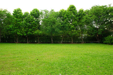 green grass and trees