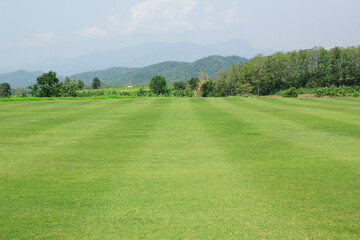 landscape with green grass and trees