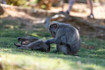 Singe dans la montage des singes a Kyoto au Japon