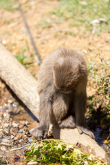 Singe dans la montage des singes a Kyoto au Japon