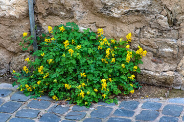 Gelber Lerchensporn im Herbst an einer Mauer