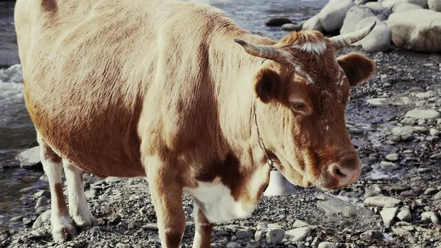 A large red cow with a bell on its neck near the river in the mountains. Close-up