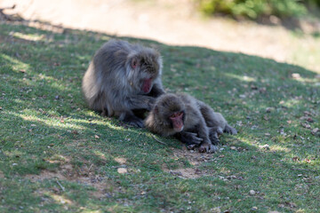Singe dans la montage des singes a Kyoto au Japon