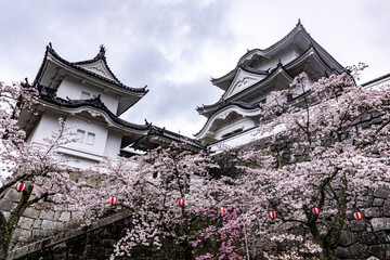 桜と城