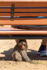 Singe dans la montage des singes a Kyoto au Japon