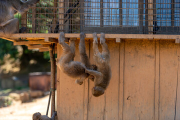 Singe dans la montage des singes a Kyoto au Japon