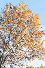 autumn tree in the fall against a blue sky